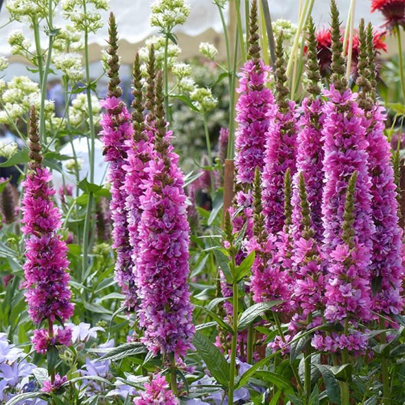 Blut-Weiderich Robert - Lythrum salicaria (Blüte)