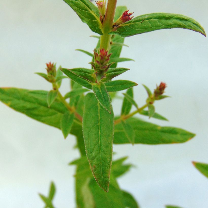 Blut-Weiderich Robert - Lythrum salicaria (Laub)