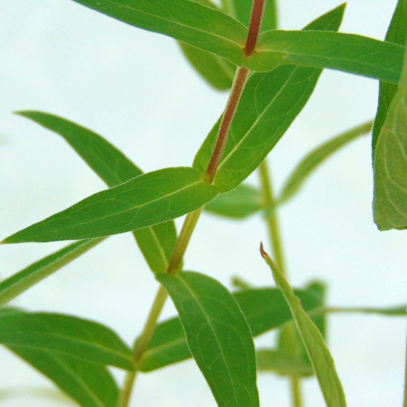 Blut-Weiderich - Lythrum salicaria (Laub)