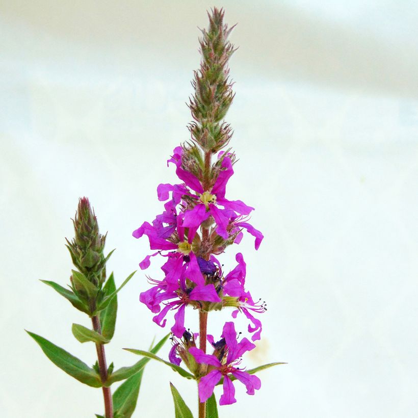 Blut-Weiderich - Lythrum salicaria (Blüte)