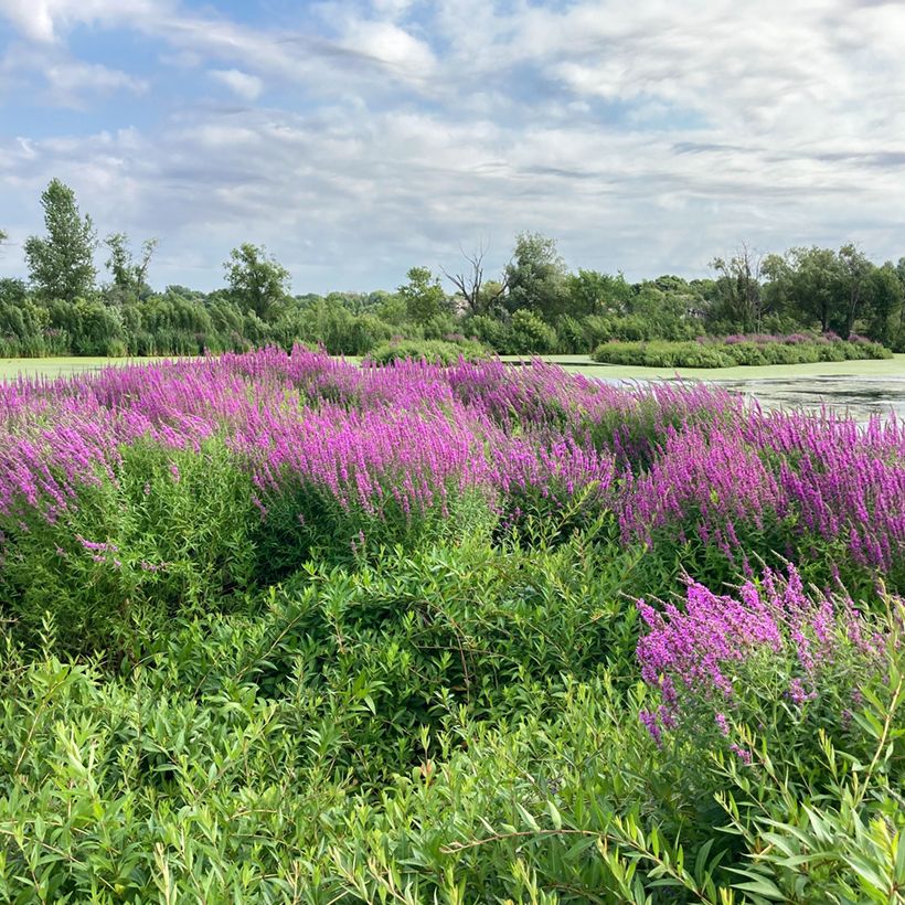 Blut-Weiderich - Lythrum salicaria (Hafen)