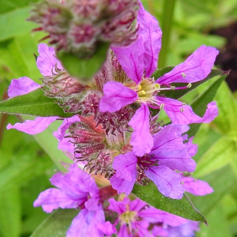 Blut-Weiderich Swirl - Lythrum salicaria (Blüte)