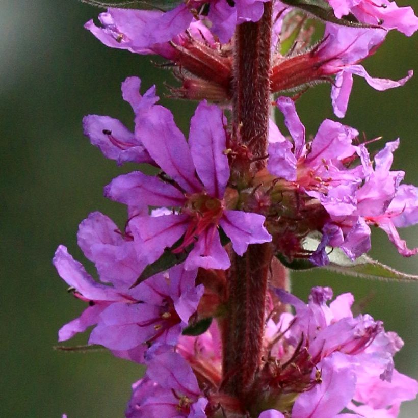 Blut-Weiderich The Beacon - Lythrum salicaria (Blüte)