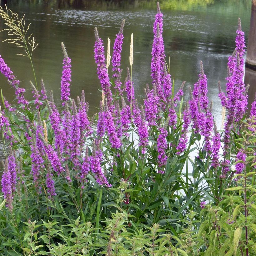 Blut-Weiderich The Beacon - Lythrum salicaria (Hafen)