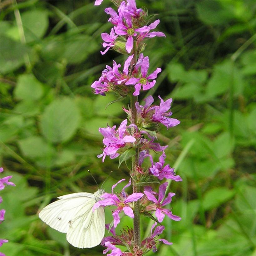 Ruten-Weiderich Dropmore Purple - Lythrum virgatum (Blüte)