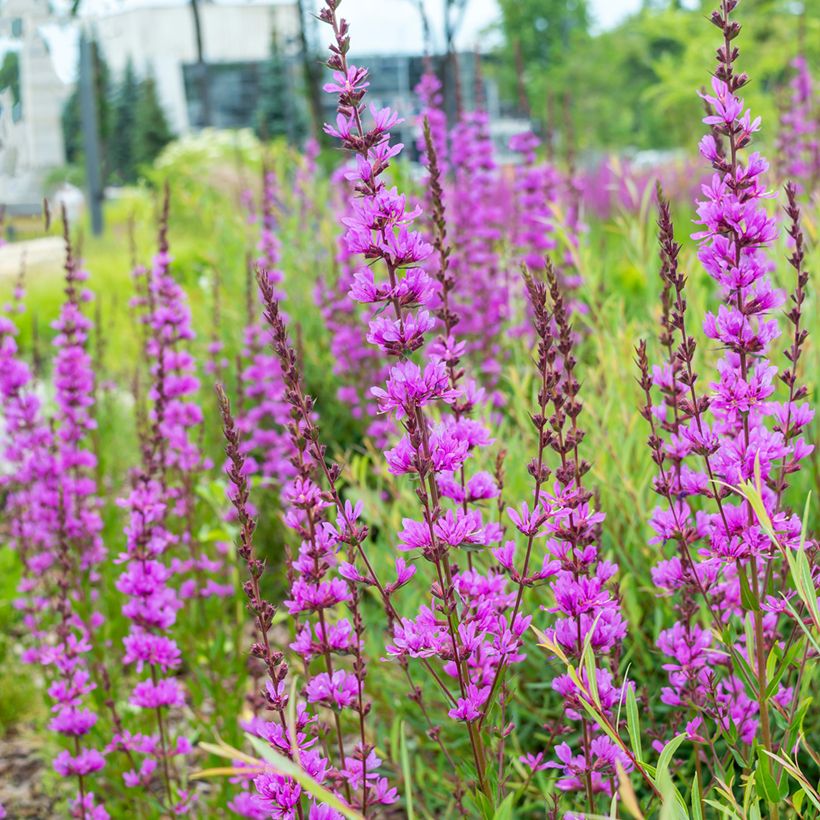 Ruten-Weiderich Dropmore Purple - Lythrum virgatum (Hafen)