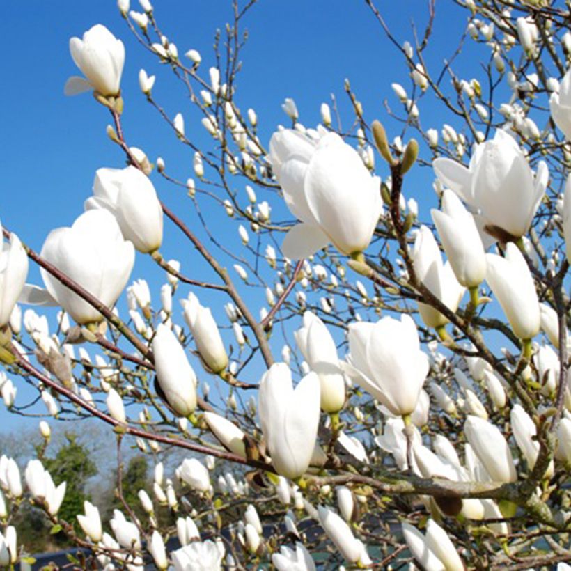 Magnolia Tina Durio - Magnolie (Blüte)