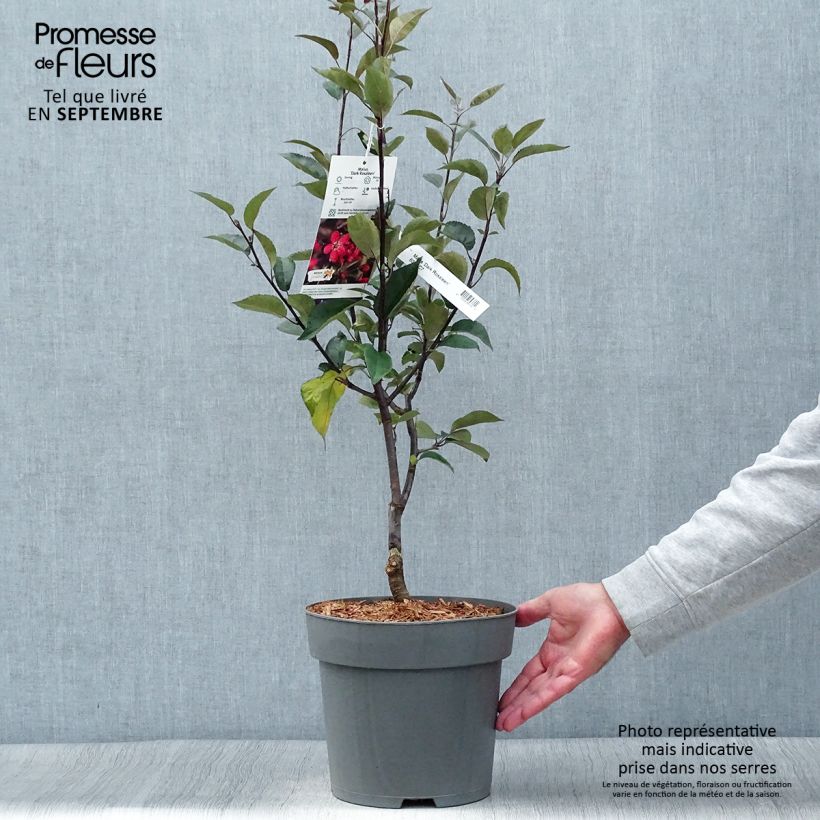 Exemplar von Pommier d'ornement - Malus Dark Rosaleen Pot de 6L wie im Herbst geliefert