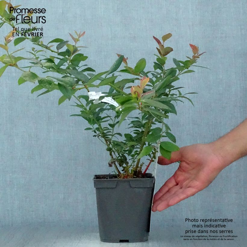 Exemplar von Myrtille d'Amérique - Vaccinium corymbosum Atlantic en pot de 1.5L/2L wie im Herbst geliefert