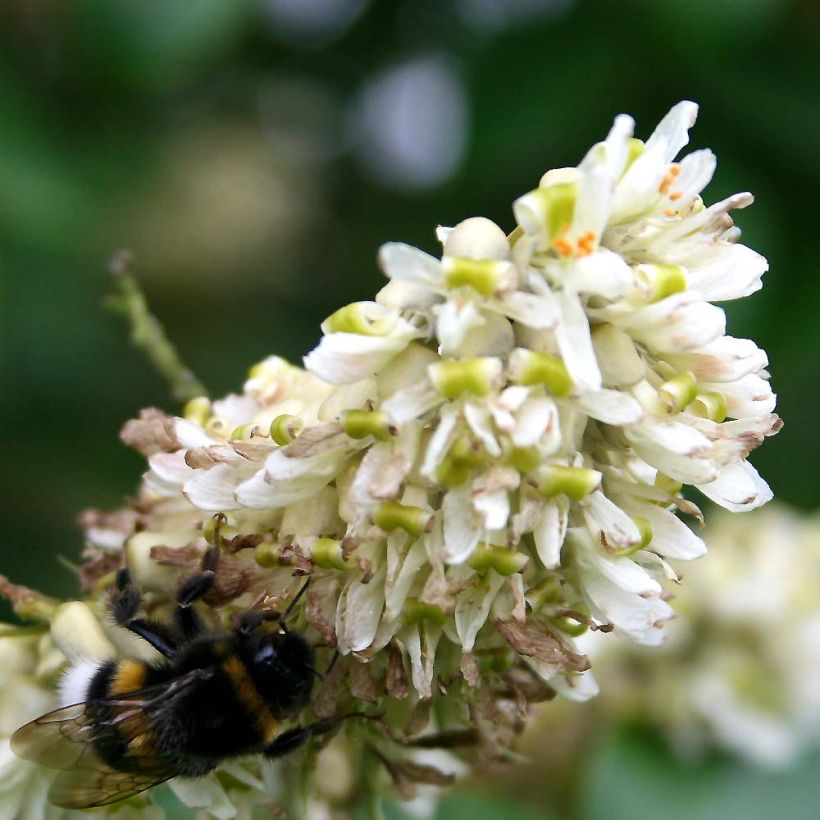 Maackia amurensis - Amur-Gelbholz (Blüte)