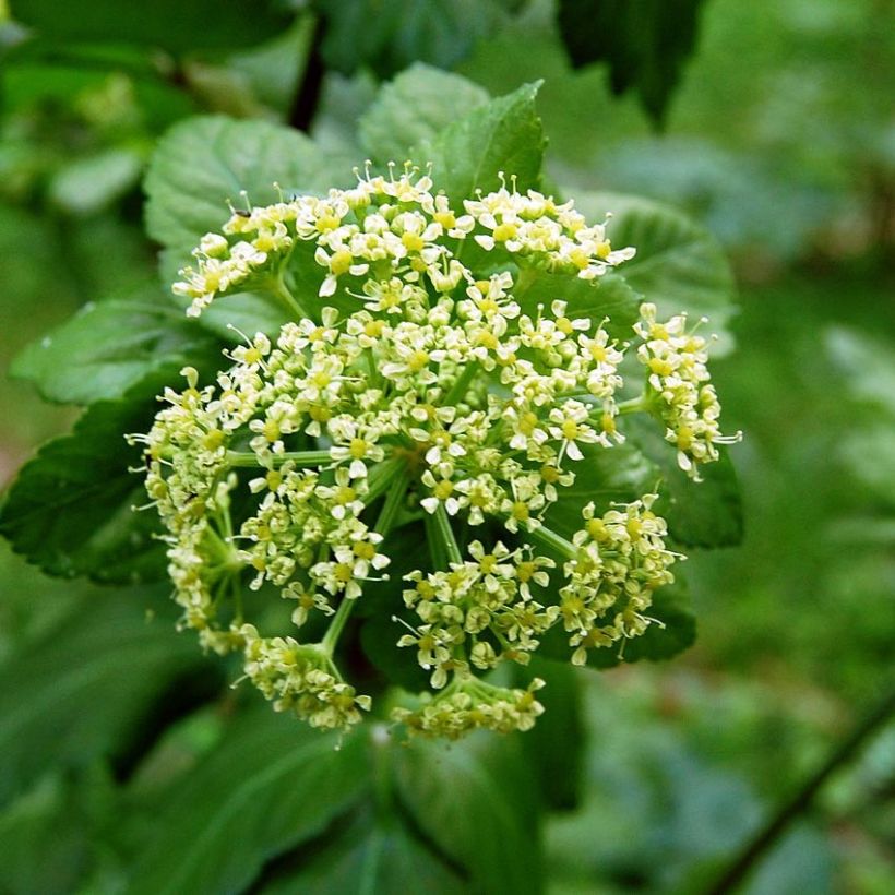 Gespenst-Gelbdolde - Smyrnium olusatrum (Blüte)