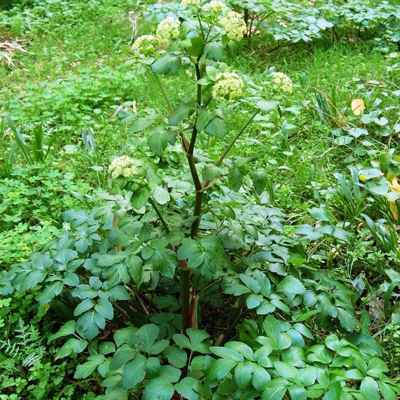 Gespenst-Gelbdolde - Smyrnium olusatrum (Hafen)