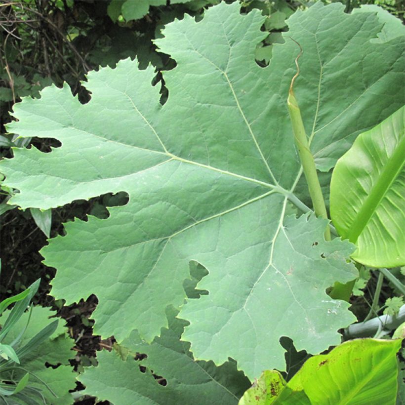 Macleaya cordata - Weißer Federmohn (Laub)