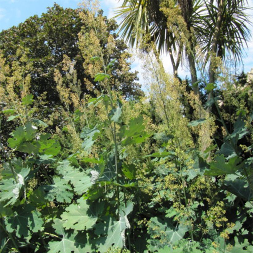 Macleaya cordata - Weißer Federmohn (Hafen)