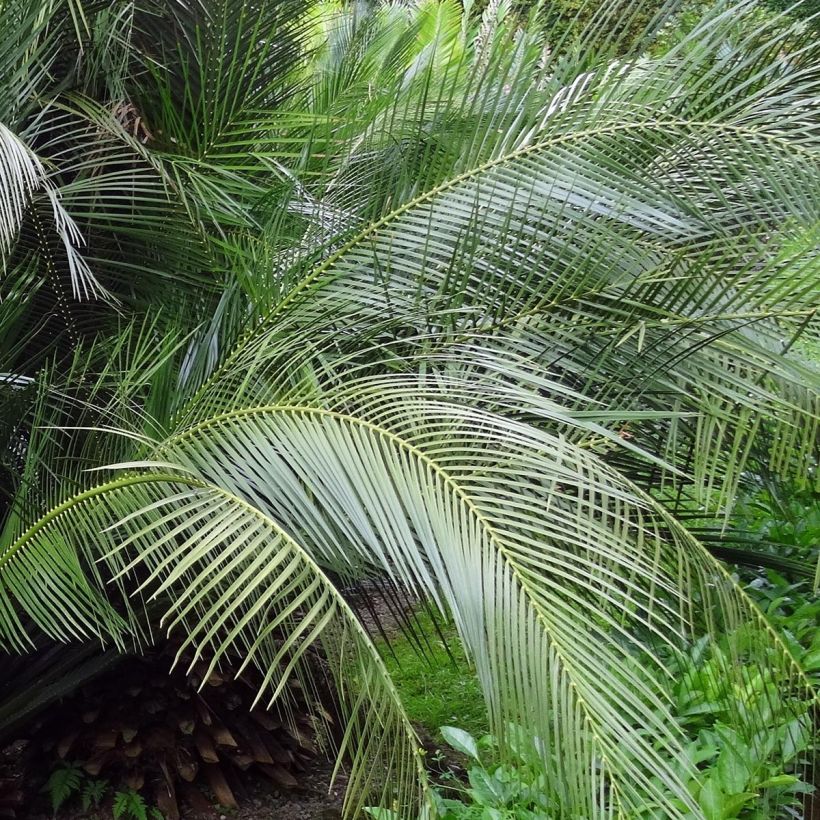 Macrozamia communis - Palmfarn (Laub)