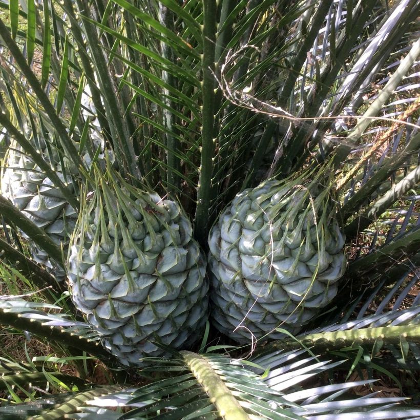 Macrozamia communis - Palmfarn (Blüte)