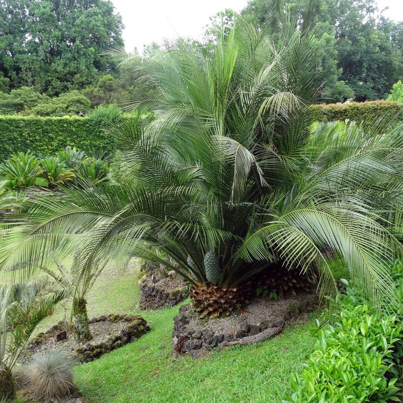 Macrozamia communis - Palmfarn (Hafen)