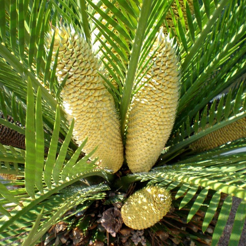 Macrozamia moorei - Palmfarn (Blüte)