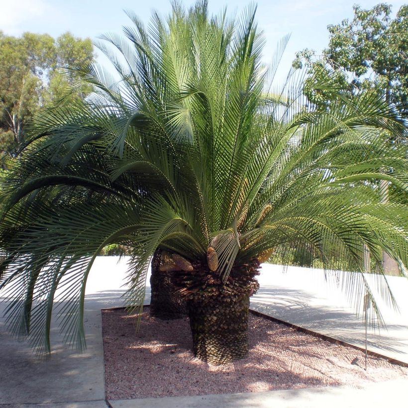 Macrozamia moorei - Palmfarn (Hafen)