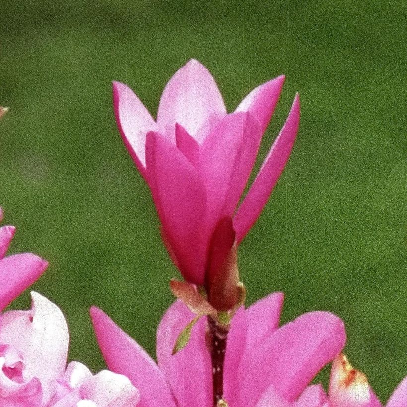 Magnolia Betty - Magnolie (Blüte)