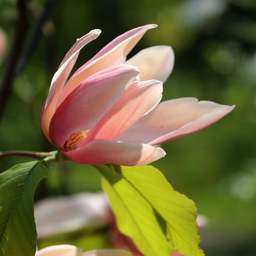 Magnolia Coral Reef - Magnolie (Blüte)