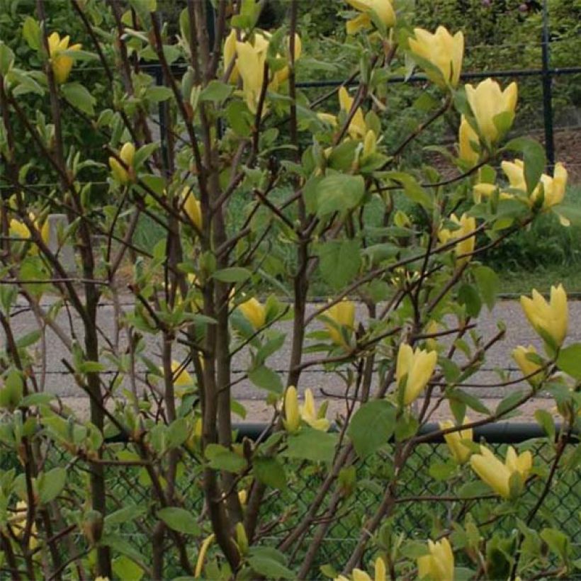 Magnolia acuminata Daphne - Gurken-Magnolie (Laub)