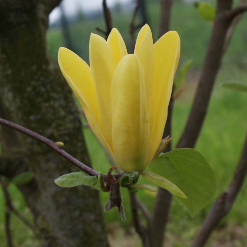 Magnolia acuminata Daphne - Gurken-Magnolie (Blüte)