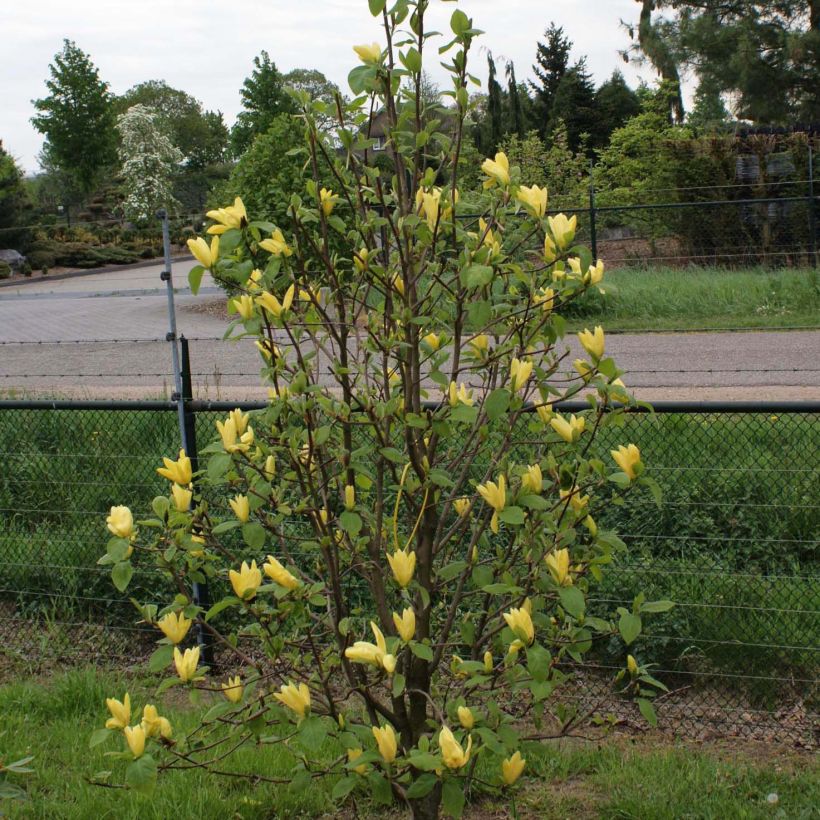 Magnolia acuminata Daphne - Gurken-Magnolie (Hafen)