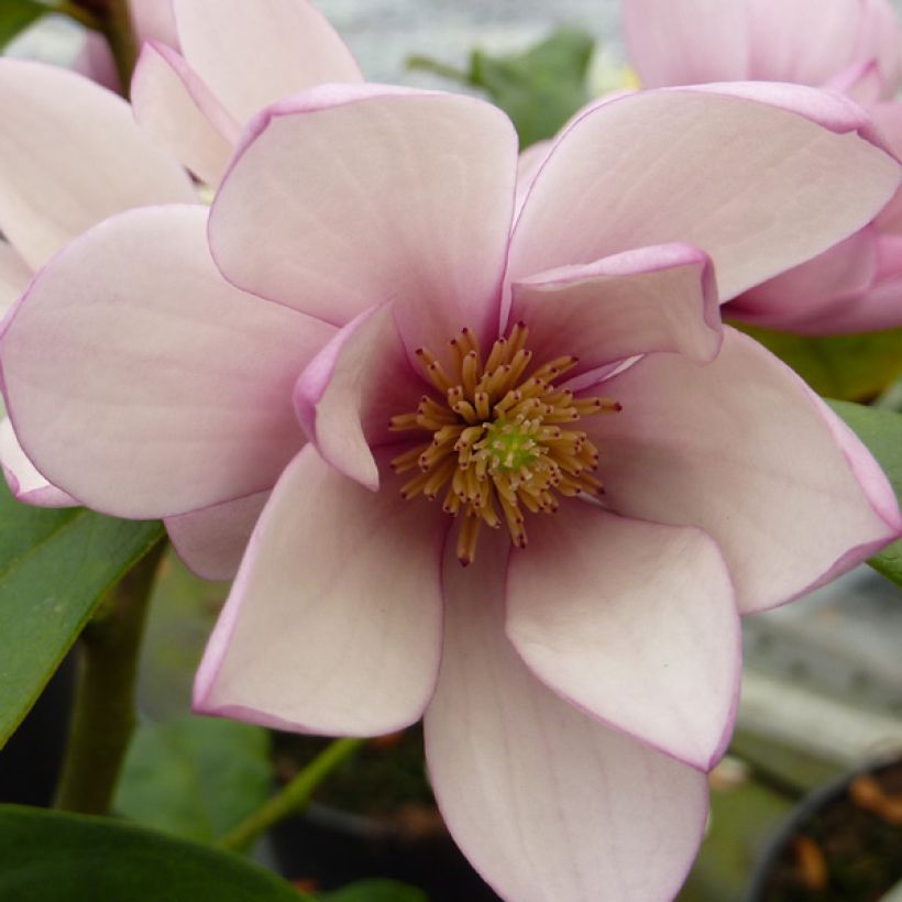 Magnolia 'Fairy Blush' - Magnolie (Blüte)