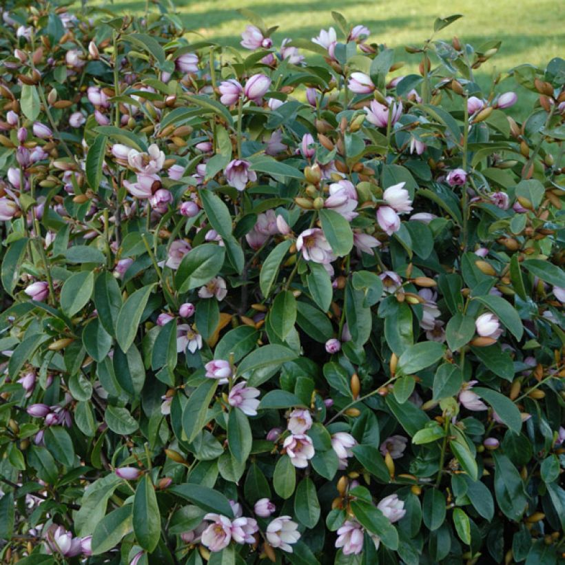 Magnolia 'Fairy Blush' - Magnolie (Hafen)