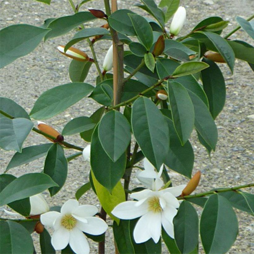 Magnolia doltsopa Fairy White - Magnolie (Laub)