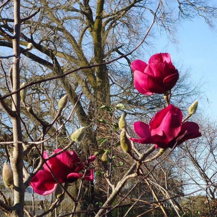 Magnolia Felix Jury - Magnolie (Blüte)