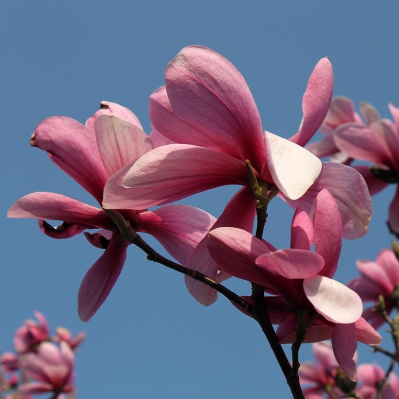 Magnolia Galaxy - Magnolie (Blüte)