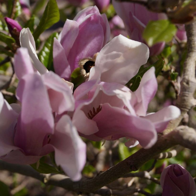 Magnolia George Henry Kern - Magnolie (Blüte)