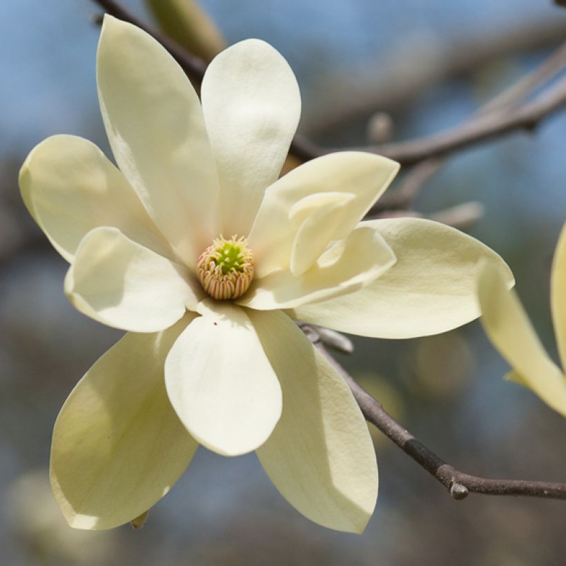 Magnolia Gold Star - Magnolie (Blüte)