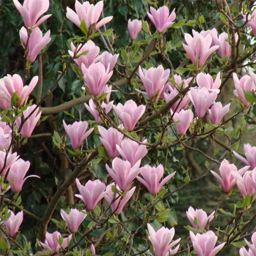 Magnolia Heaven Scent - Magnolie (Blüte)