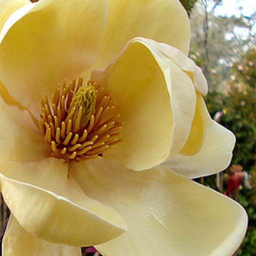 Magnolia Honey Tulip - Magnolie (Blüte)