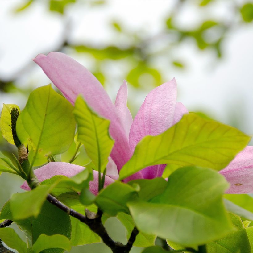 Magnolia denudata Iolanthe - Yulan-Magnolie (Laub)