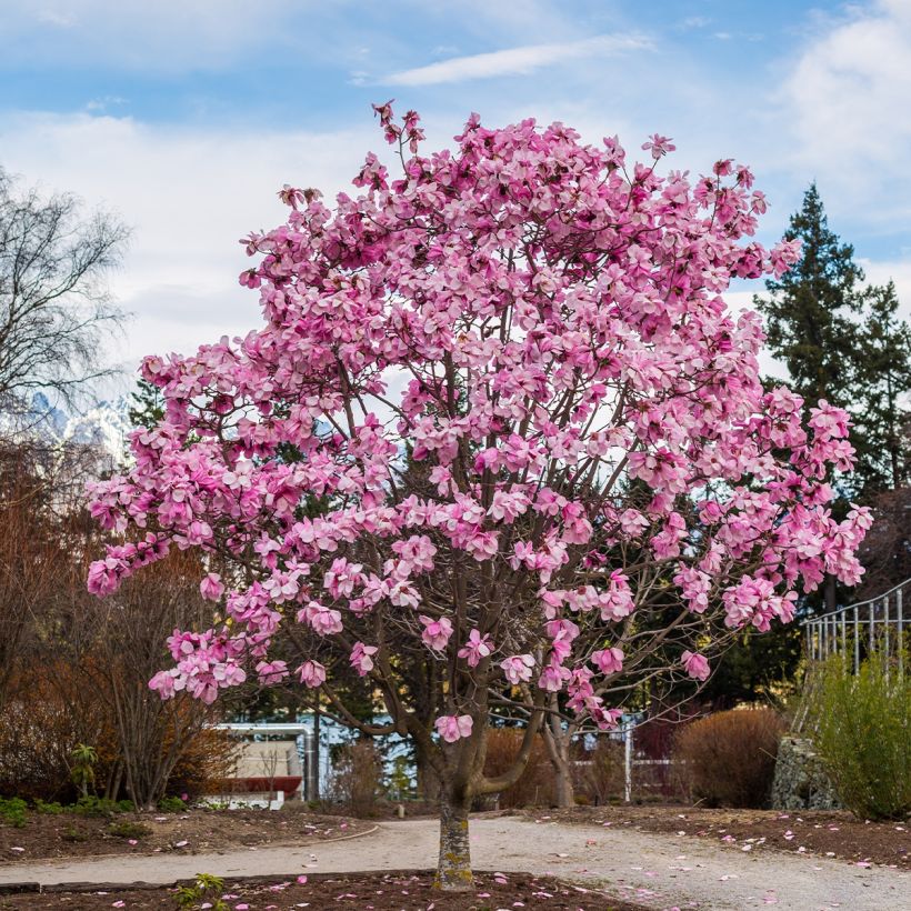 Magnolia denudata Iolanthe - Yulan-Magnolie (Hafen)