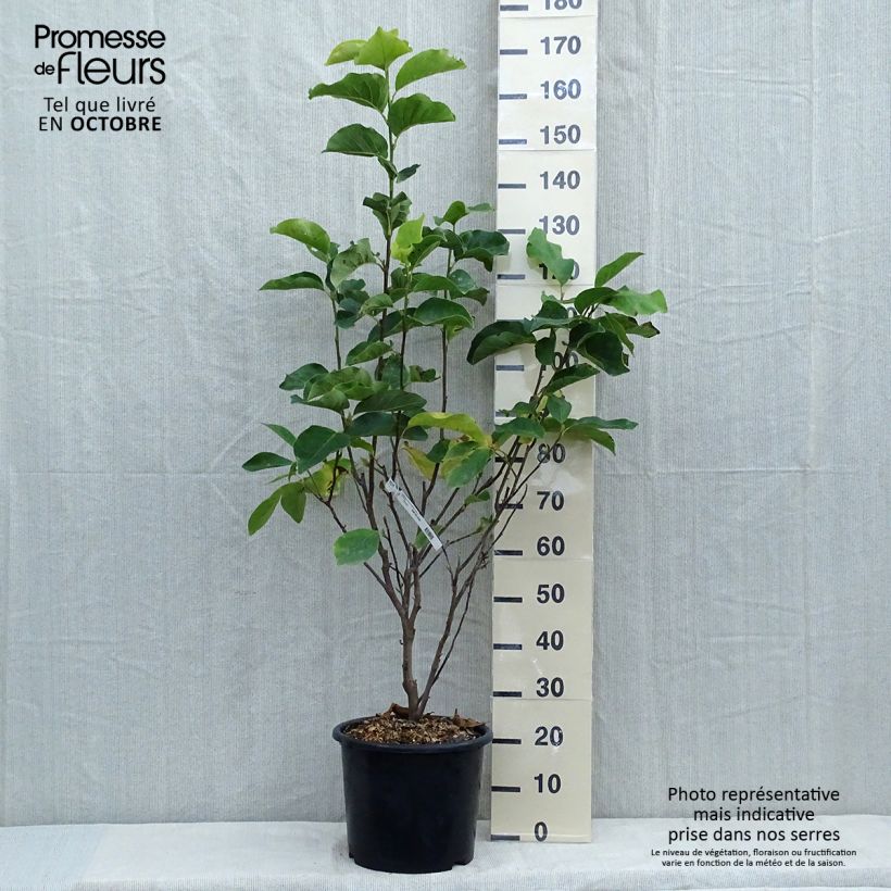 Exemplar von Magnolia - Magnolia x soulangeana Andre Leroy en pot de 7.5l/10l wie im Herbst geliefert