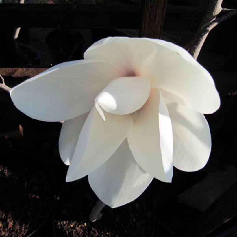 Magnolia Manchu Fan - Magnolie (Blüte)