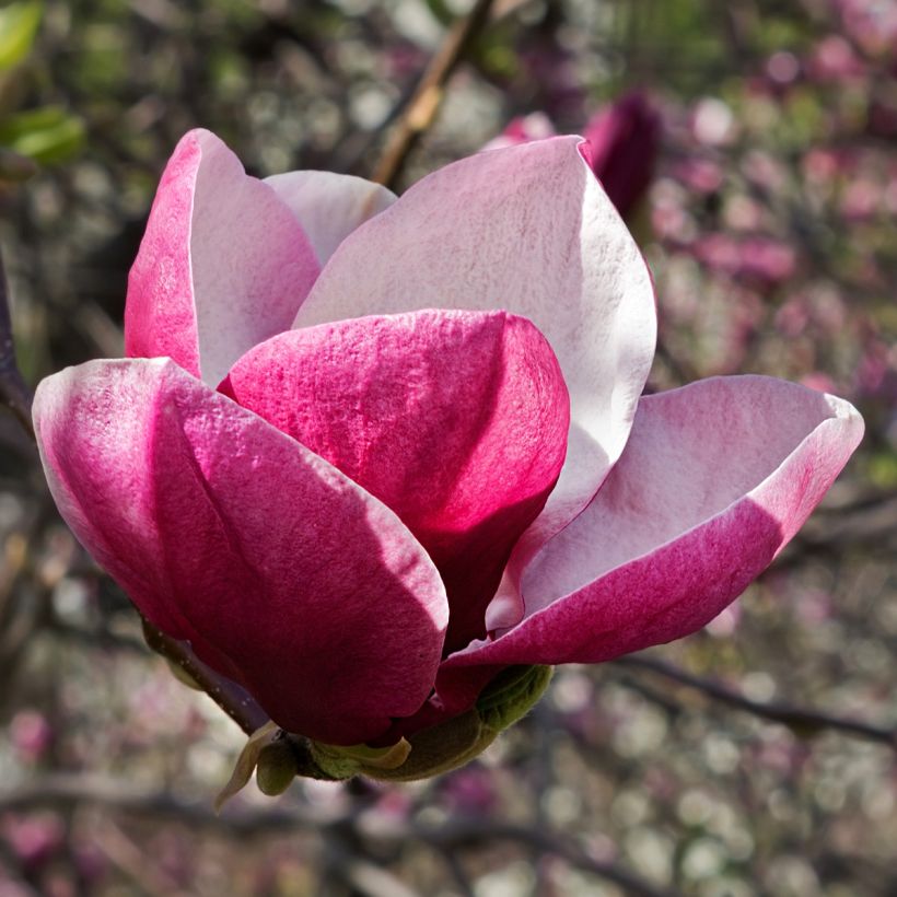 Magnolia March Till Frost - Magnolie (Blüte)