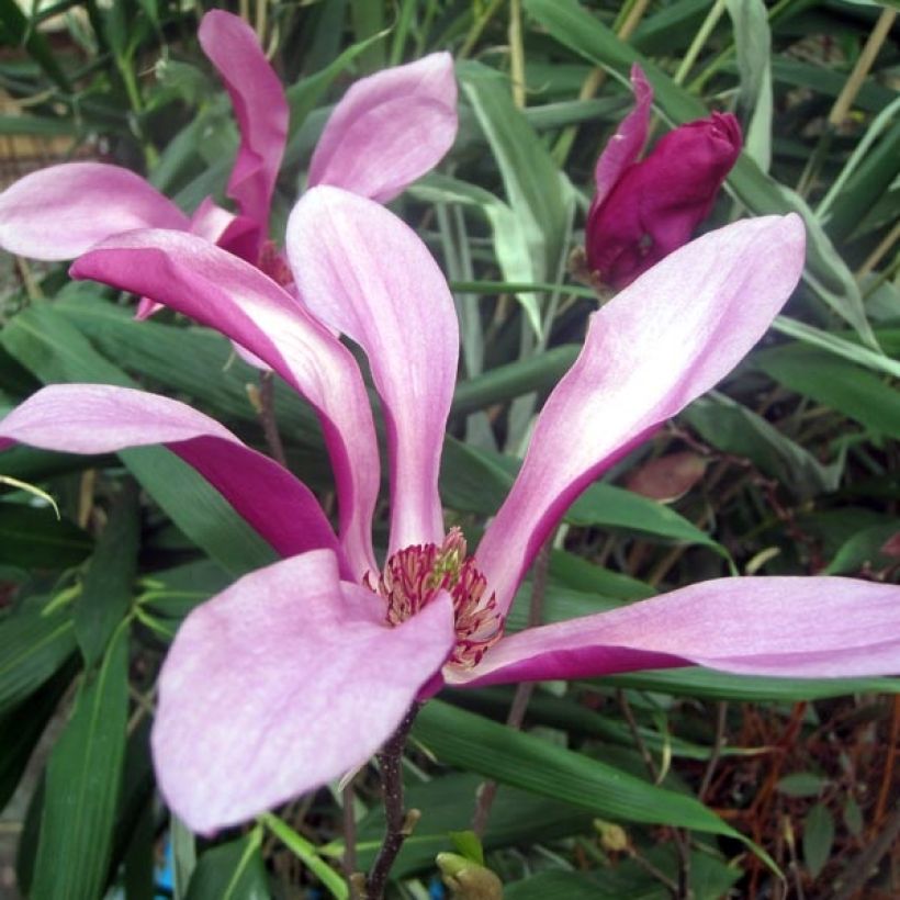 Magnolia Susan - Magnolie (Blüte)