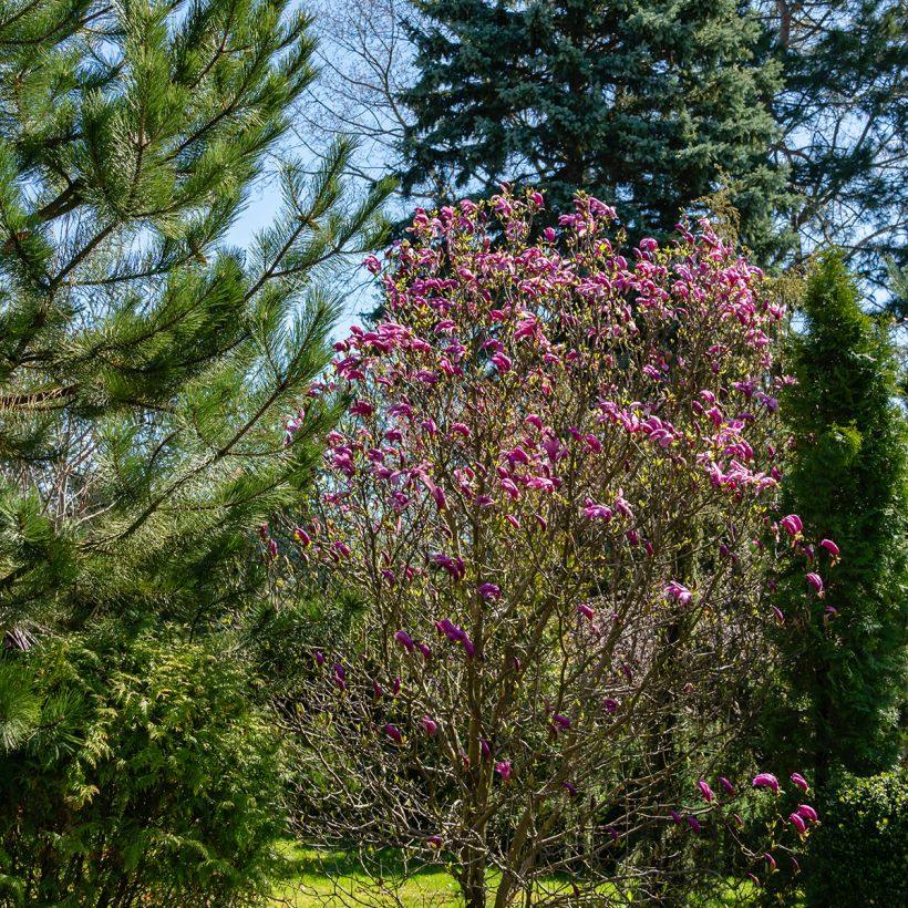 Magnolia Susan - Magnolie (Hafen)