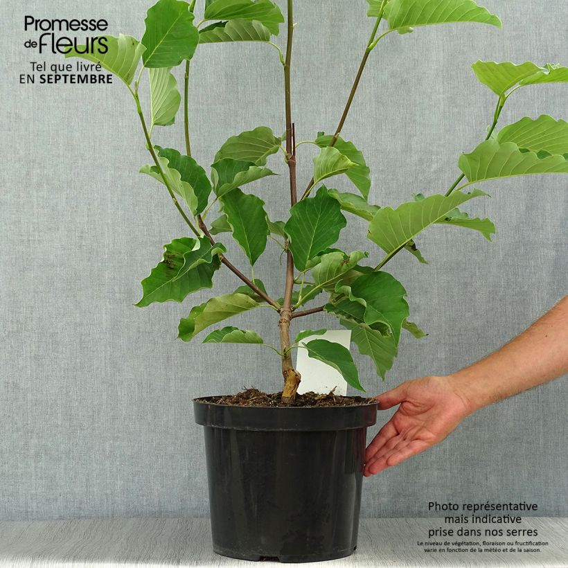 Exemplar von Magnolia acuminata Blue Opal Pot de 12L/15L wie im Herbst geliefert