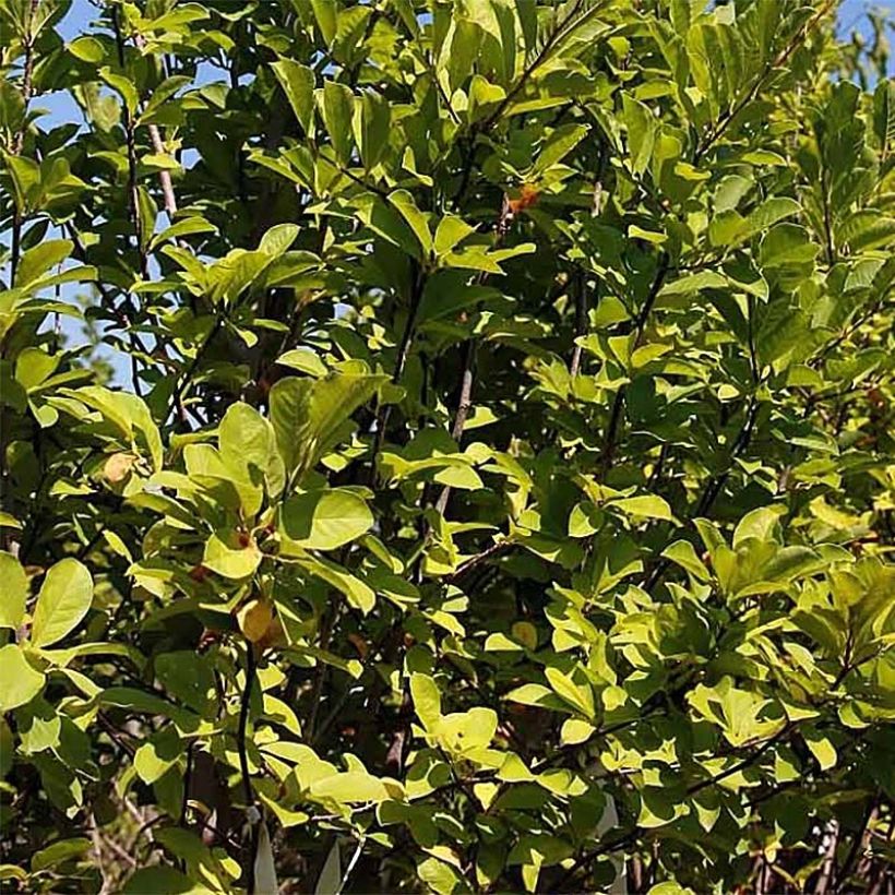 Magnolia acuminata Butterflies - Gurken-Magnolie (Laub)