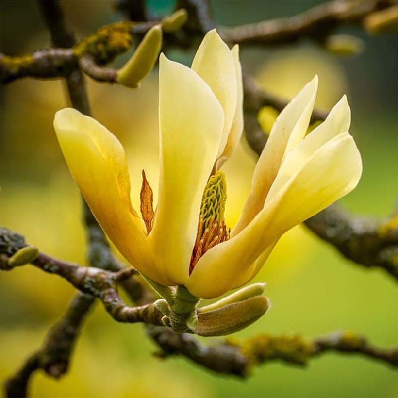 Magnolia acuminata Butterflies - Gurken-Magnolie (Blüte)