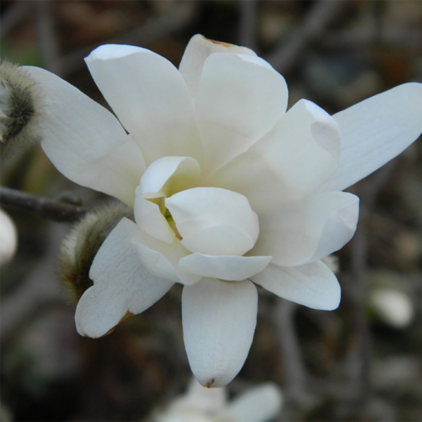 Magnolia denudata Double Diamond - Yulan-Magnolie (Blüte)