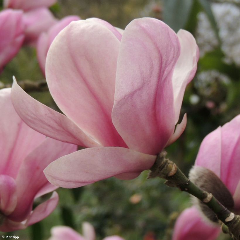 Magnolia denudata Festirose - Yulan-Magnolie (Blüte)