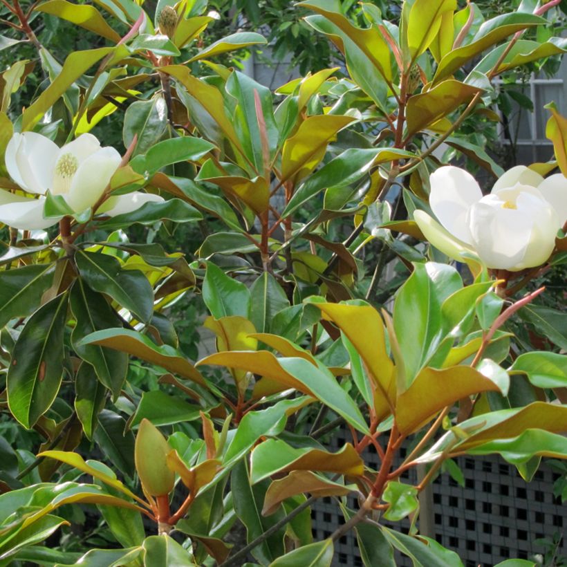 Magnolia grandiflora Bracken's Brown Beauty - Immergrüne Magnolie (Laub)